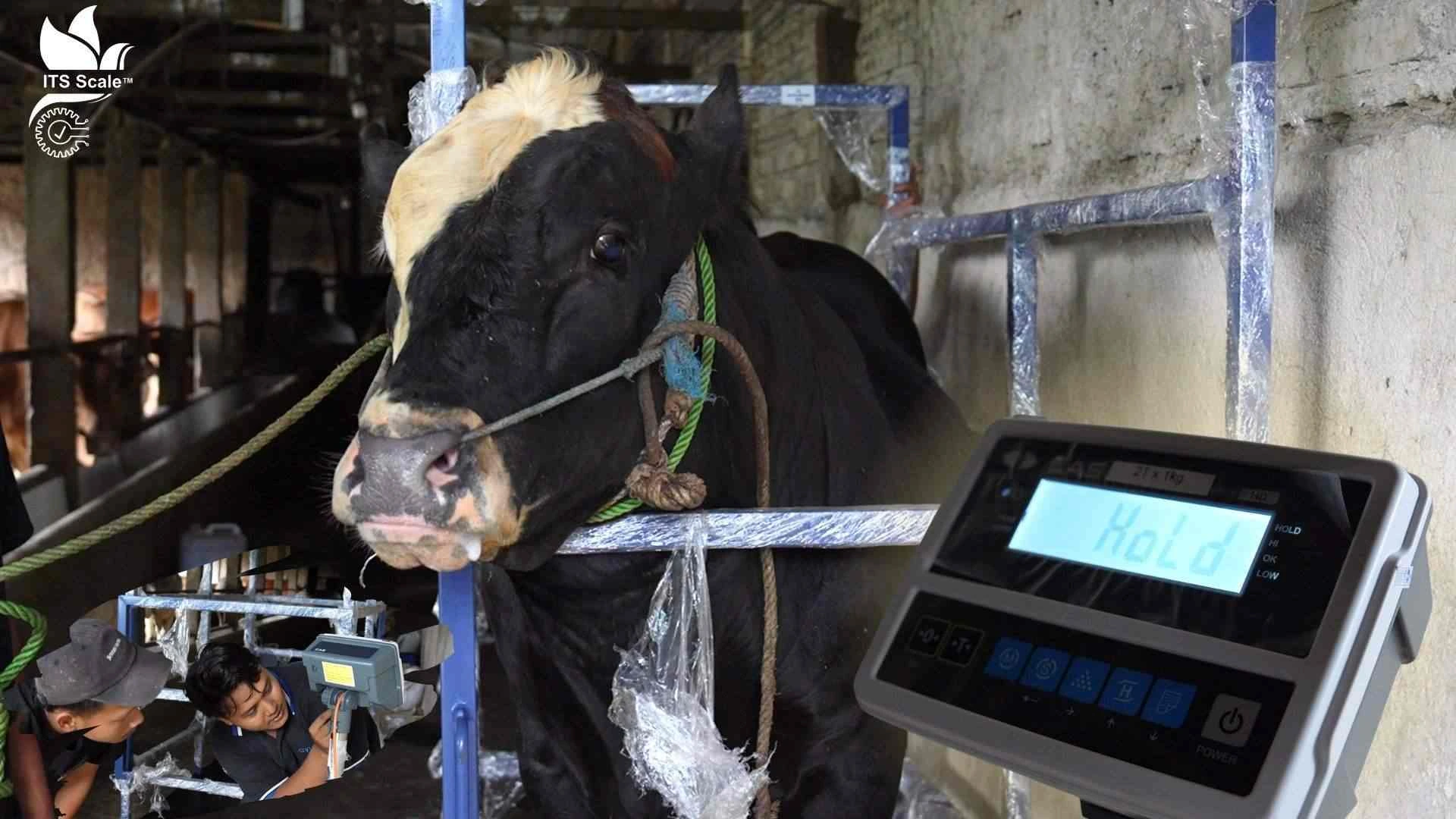 #Peternak sapi
#Sapi idul Adha
#Timbangan sapi